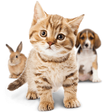 غذاهای فله ای