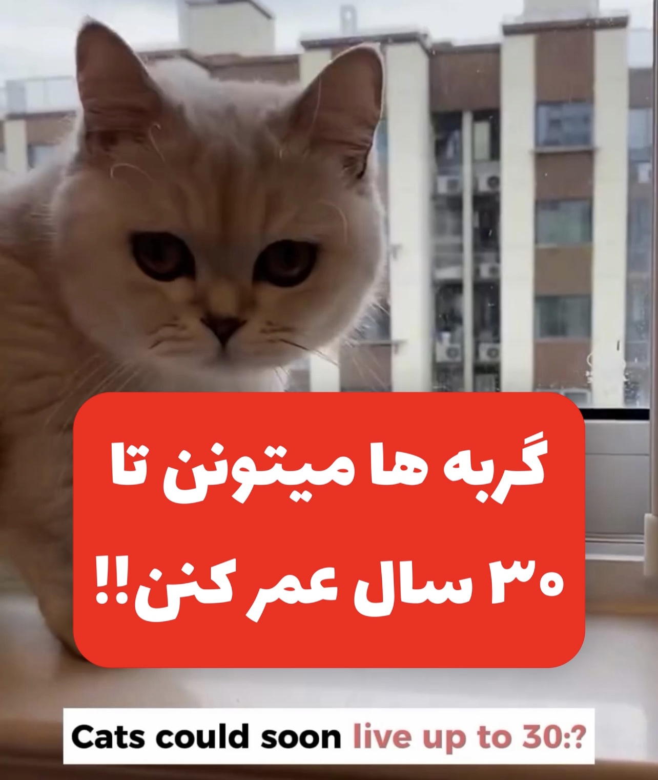 افزایش طول عمر گربه ها تا ۳۰ سال فقط با یک تزریق!!