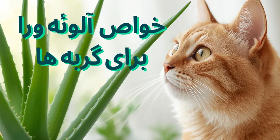 خواص آلوئه‌ورا برای گربه ها