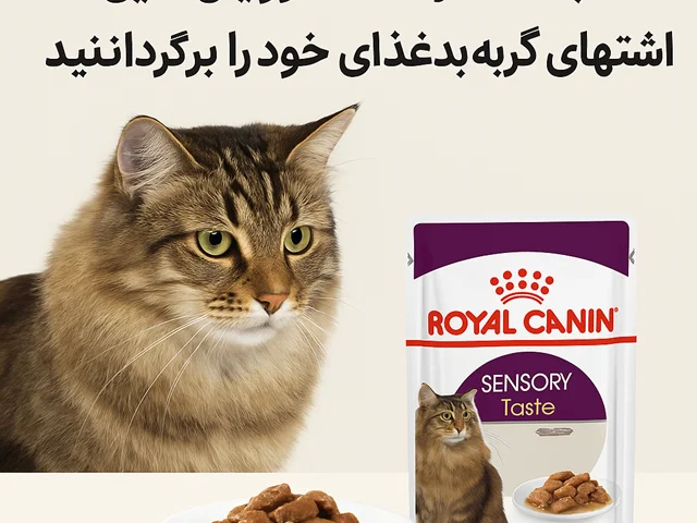 معرفی غذای Sensory Royal Canin؛ مناسب گربههای بدغذا، حساس و بیاشتها