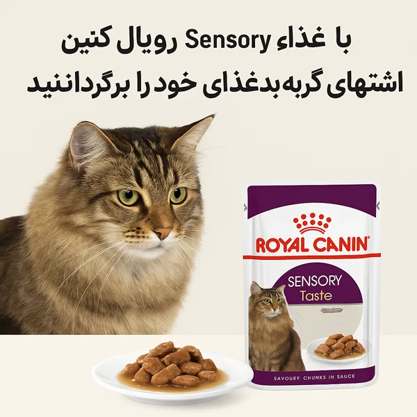 معرفی غذای Sensory Royal Canin؛ مناسب گربههای بدغذا، حساس و بیاشتها